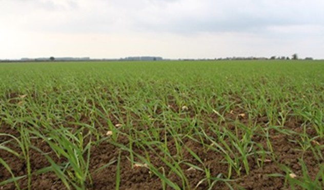Spring Sow Crops