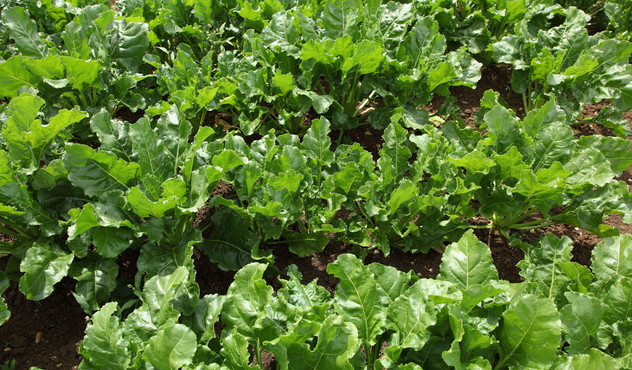 Sugar Beet