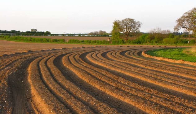 Potato Furrows