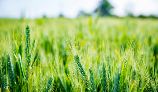 Barley Close Up