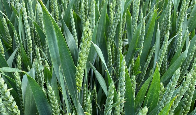 Wheat crop in ear 2