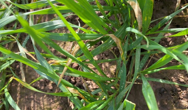 Septoria