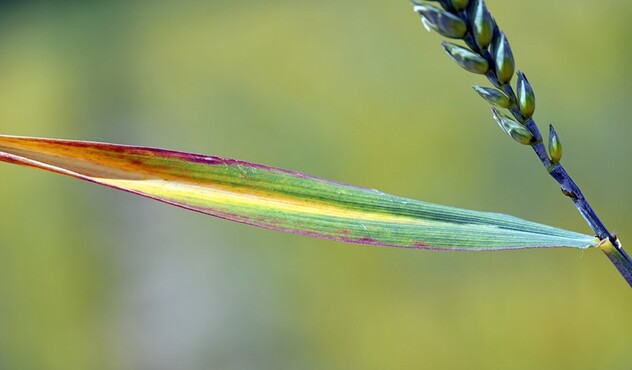 BYDV symptoms in young crop of wheat 2