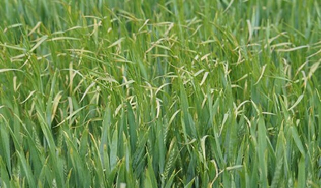 Brome