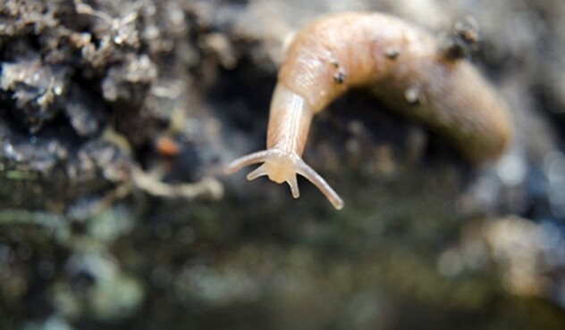slug