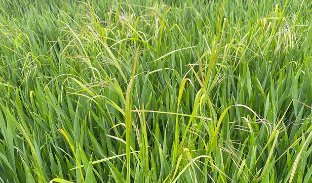 Sterile Brome