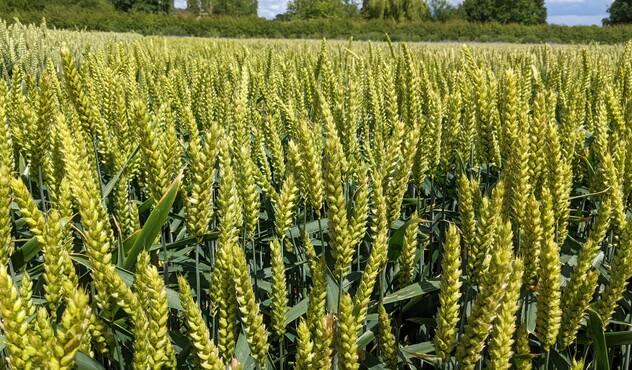wheat crop