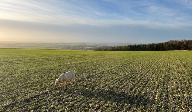field shot with Alexandria's dog