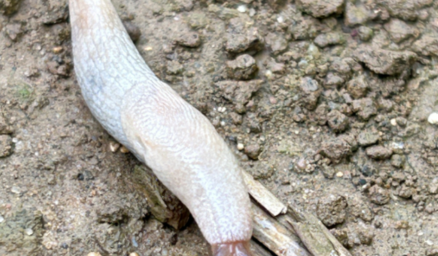 Grey Slug