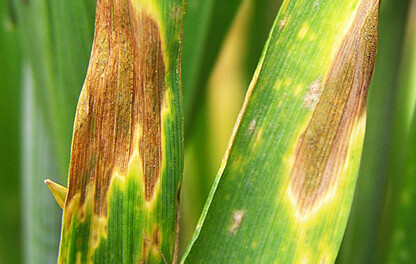 Septoria