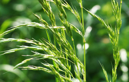 Ryegrass
