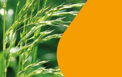 ryegrass