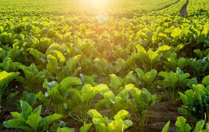 sugar beet field