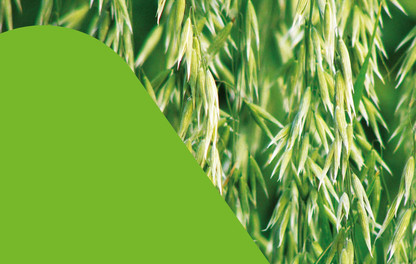 Wild oats