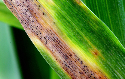 Septoria on wheat 