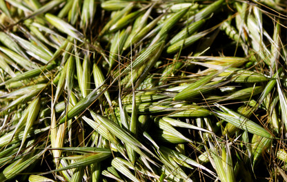 Wild oats