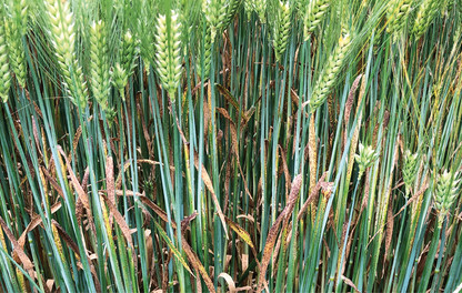 Ramularia on winter barley