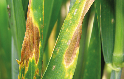 Septoria