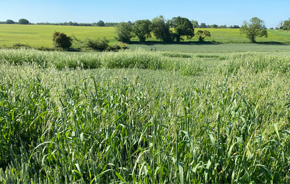 Wild oat mapping