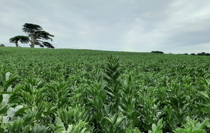 Beans in the East