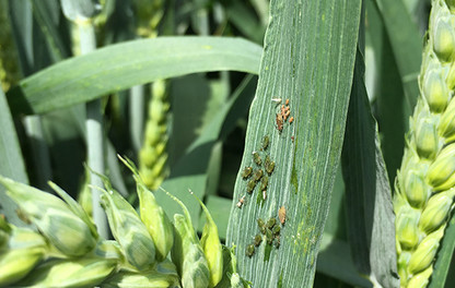 Grain aphid on wheat