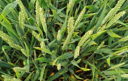 Overhead crop shot of wheat