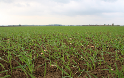 Young emerging wheat plants