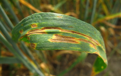 Septoria