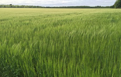Field of spring barley