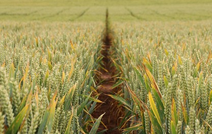Folpet Trial Site Worcestershire