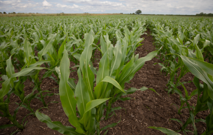 Maize Crop