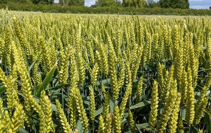 wheat crop
