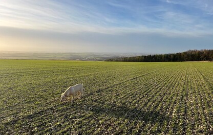 field shot with Alexandria's dog
