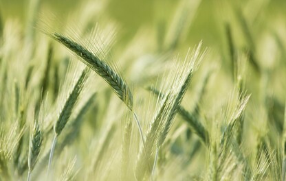 Wheat Crop
