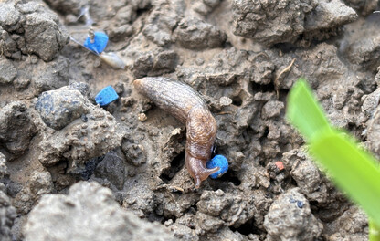 Slug feeding on FERRABAIT 