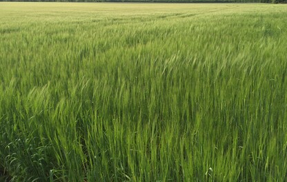 Barley Blog ARIZONA