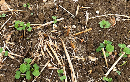 Young OSR