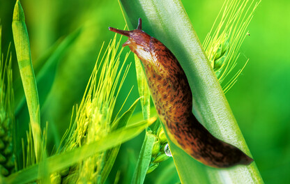 Slug on Leaf
