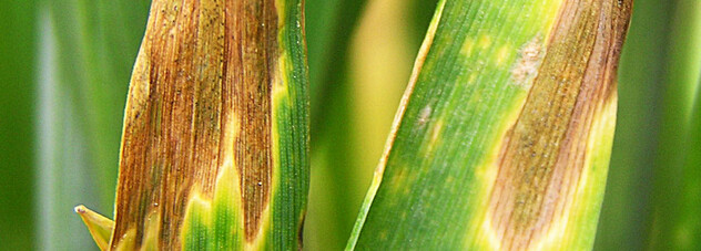 Septoria