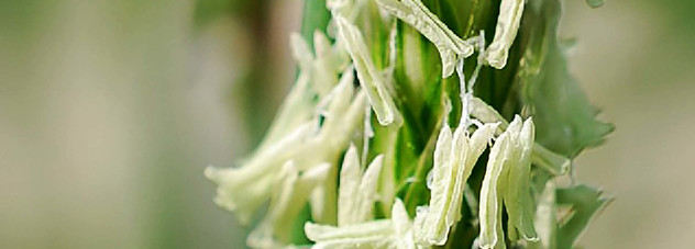 Black-grass