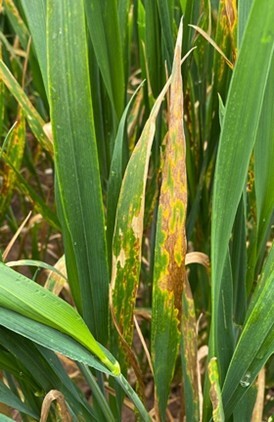 septoria