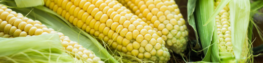 Corn Up Close