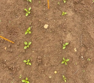 GOLTIX TITAN applied at pre-emergence sugar beet