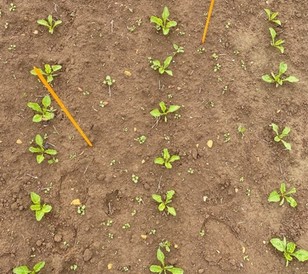 No pre-emergence treatment sugar beet