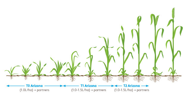 Arizona wheat crop information