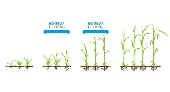 Bontima crop information