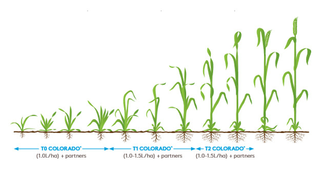 Colorado crop information