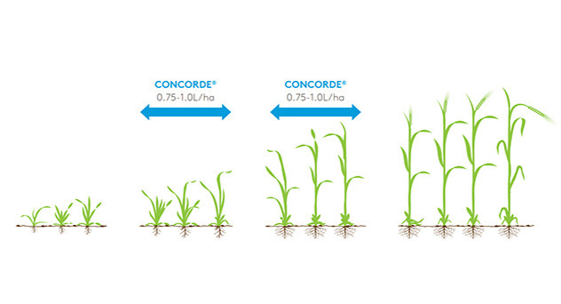 Concorde Crop Information
