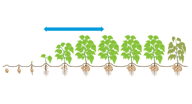 Hubble crop information