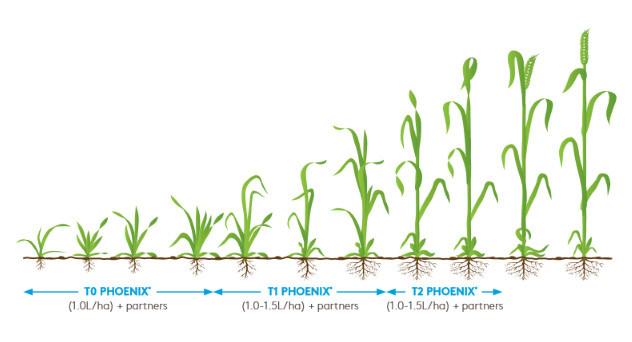 Phoenix wheat information